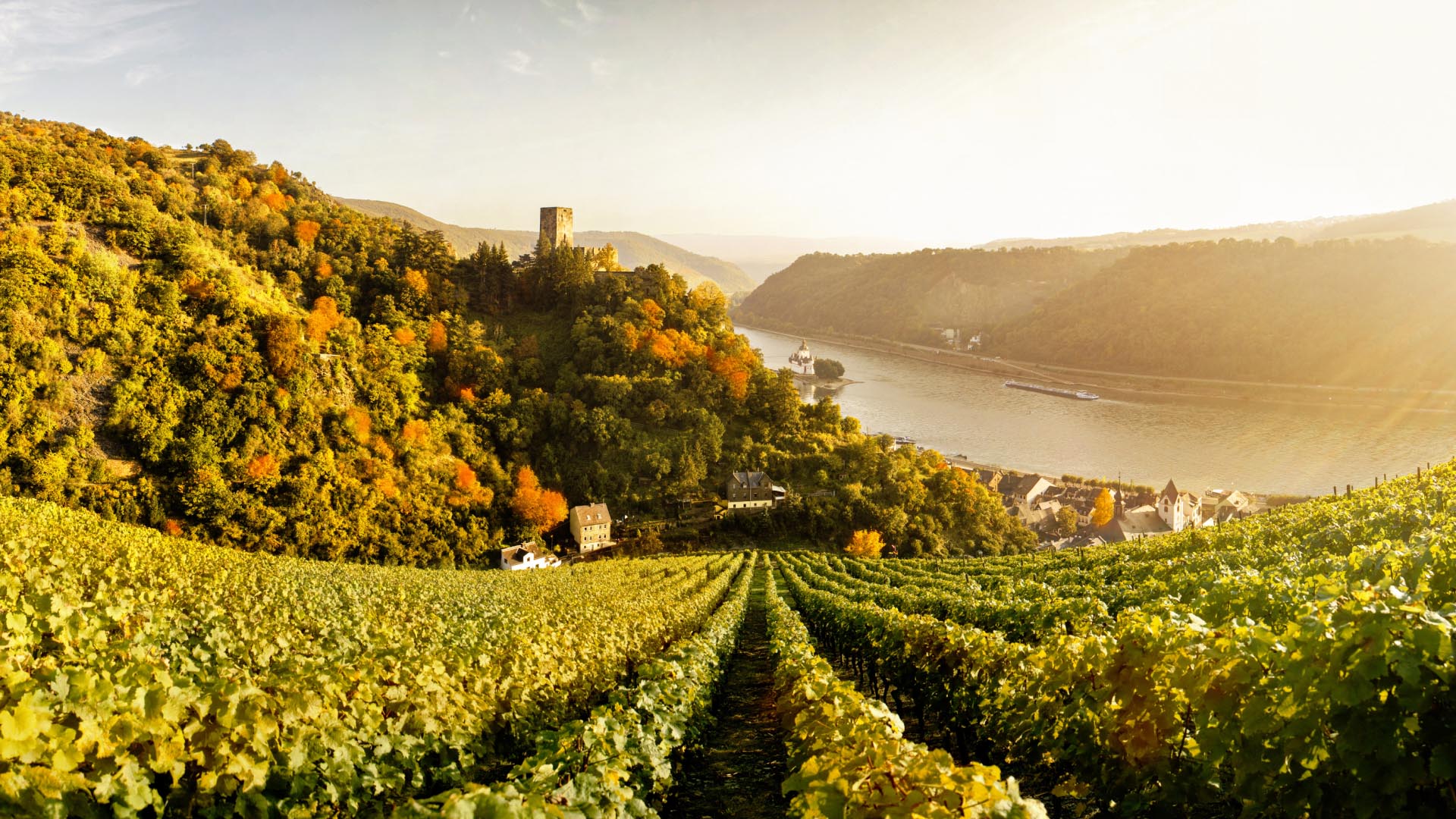 Stage, view over the grapevines on the Middle Rhine