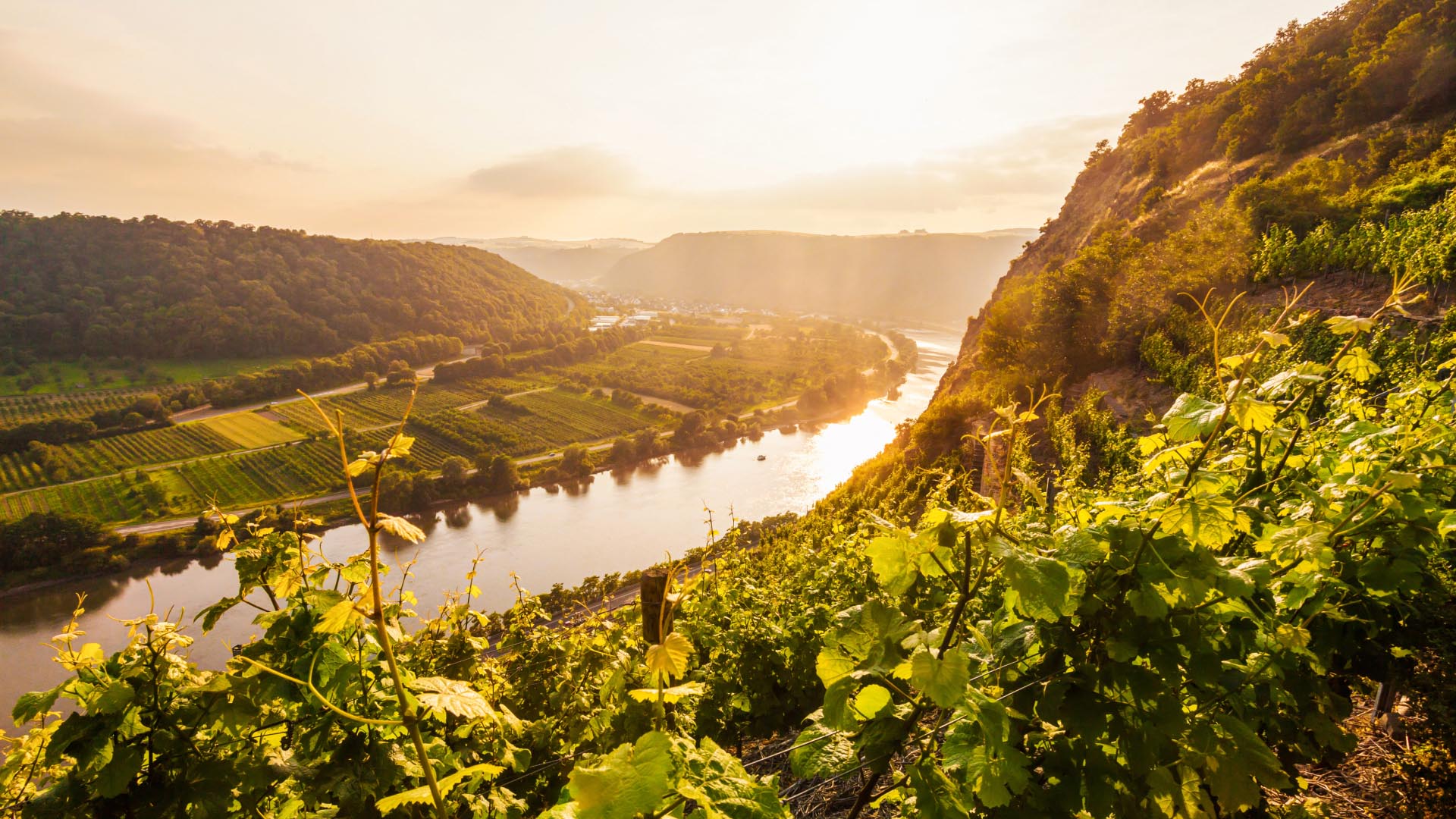 Stage, view over the vines on the Moselle river