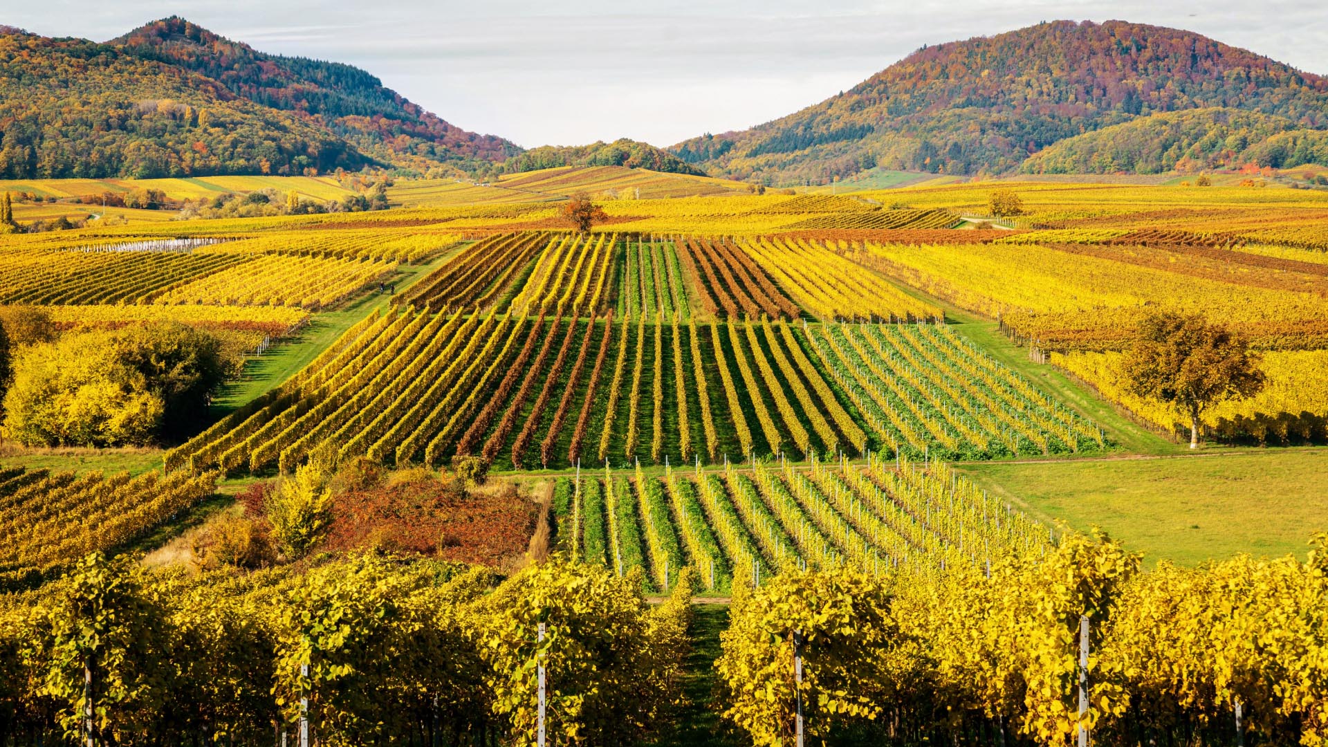 Stage, wide view over the Pfalzer vines