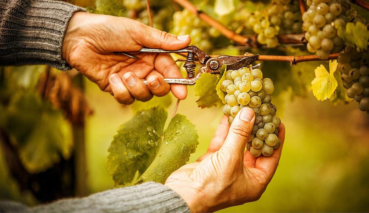 Mann schneidet Weintrauben mit einer Schere ab