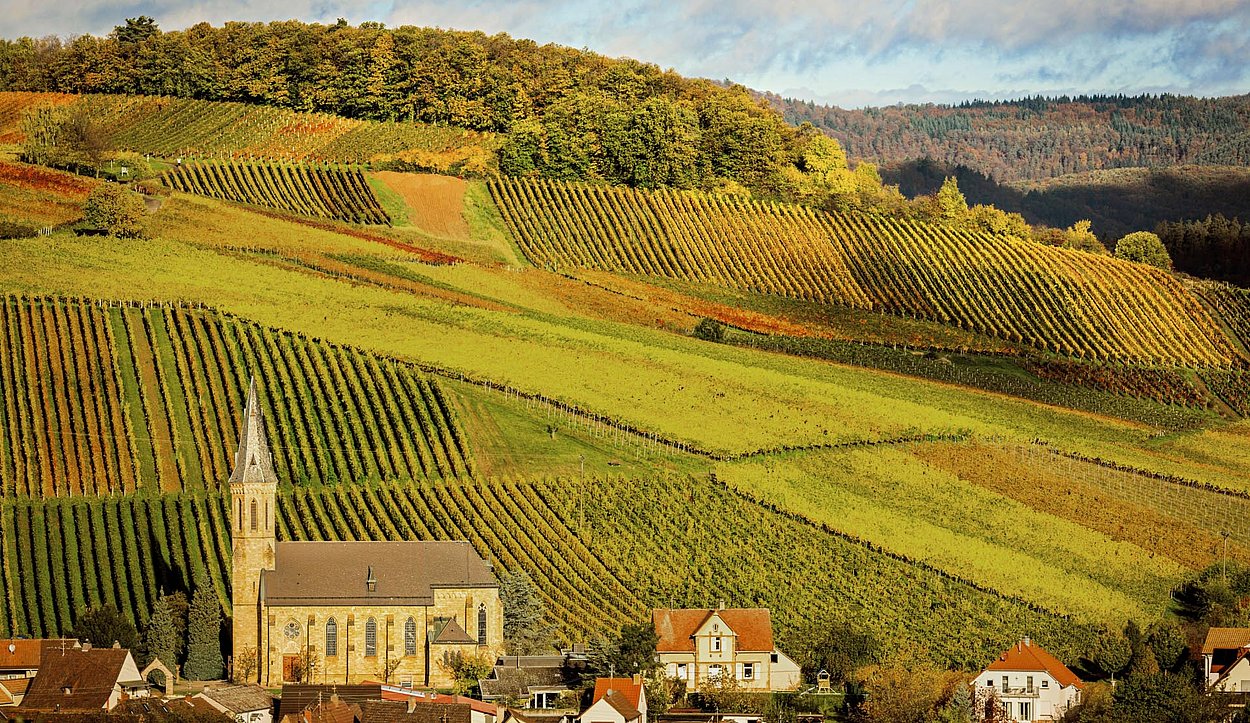 View over vineyards in autumn