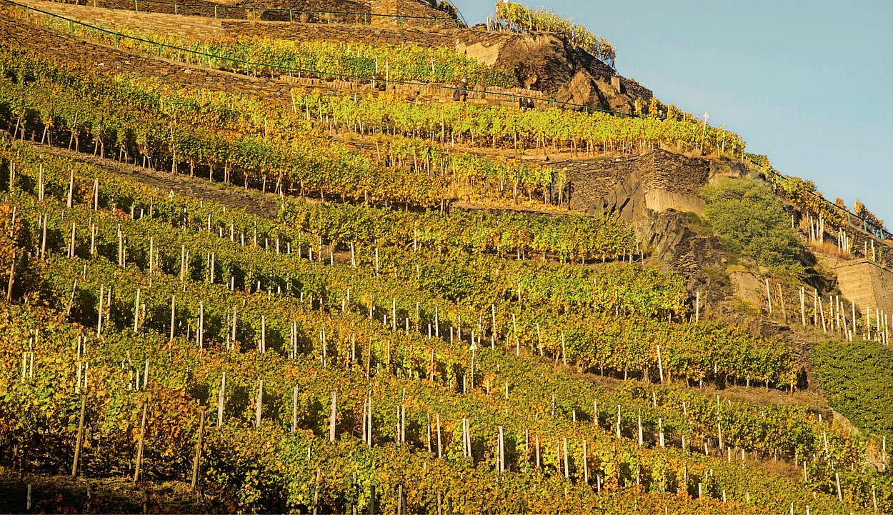 View of vineyard