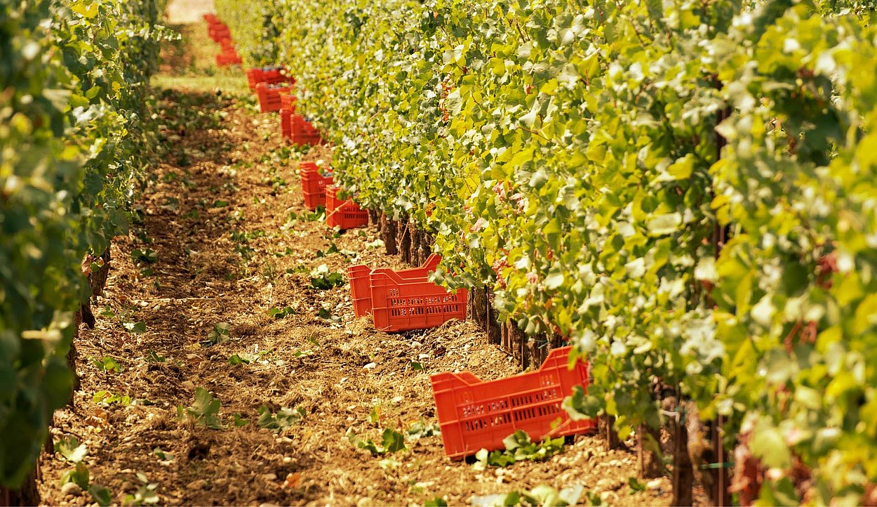 Boxes at the vineyard are ready to be filled