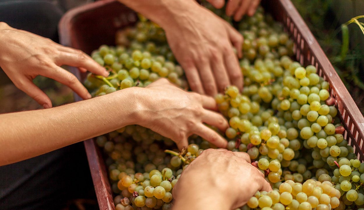 Menschen sortieren Weintrauben in Kisten