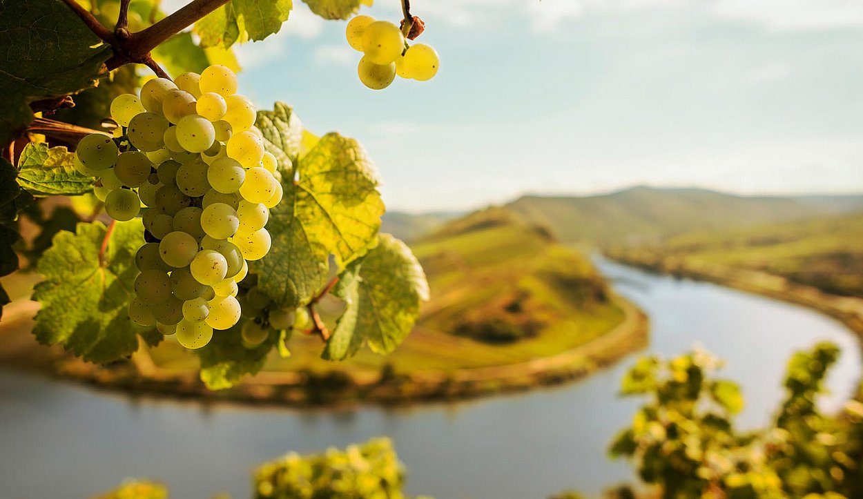 Weintrauben; im Hintergrund die Mosel