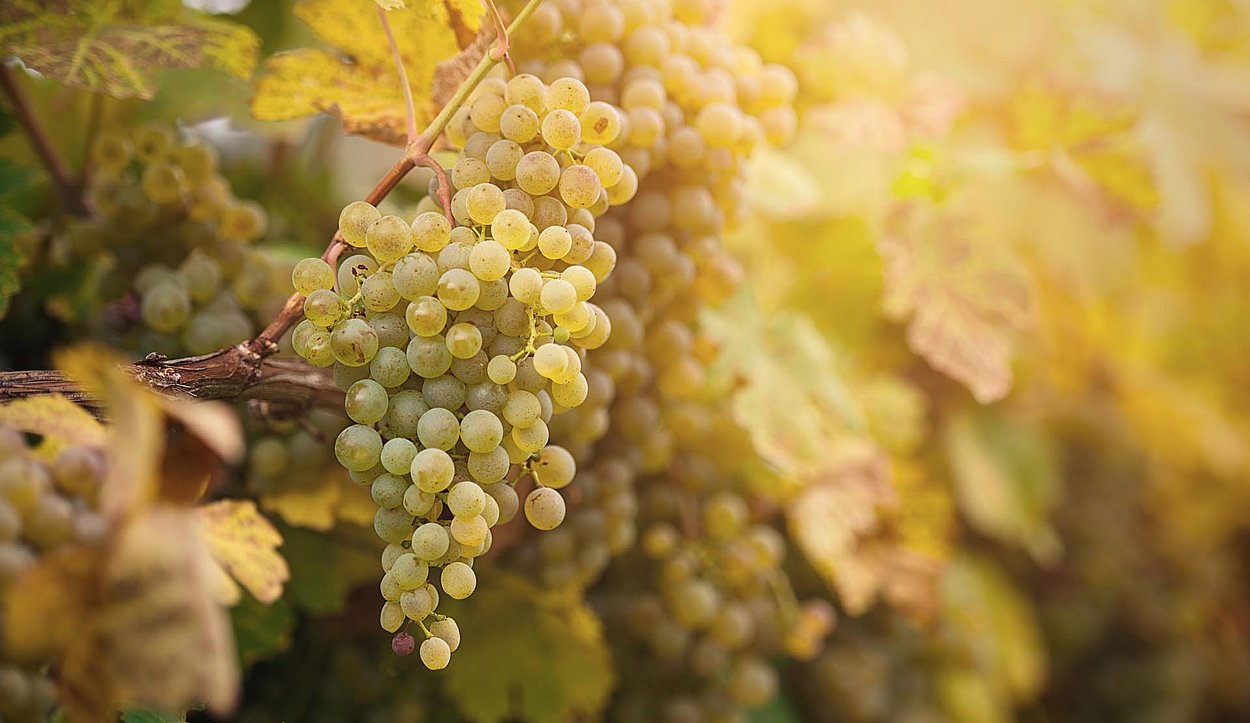 Weintrauben hängen im Sonnenlicht