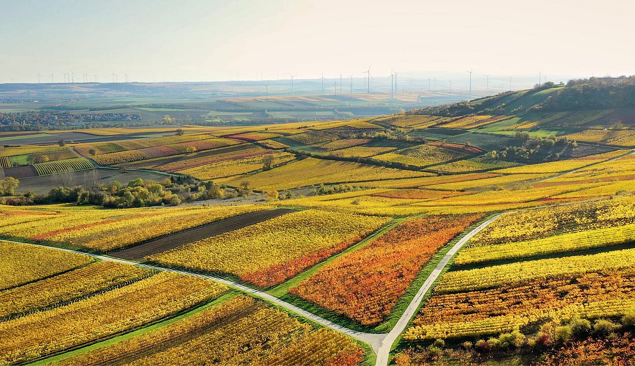 Weitblick über Rheinhessen
